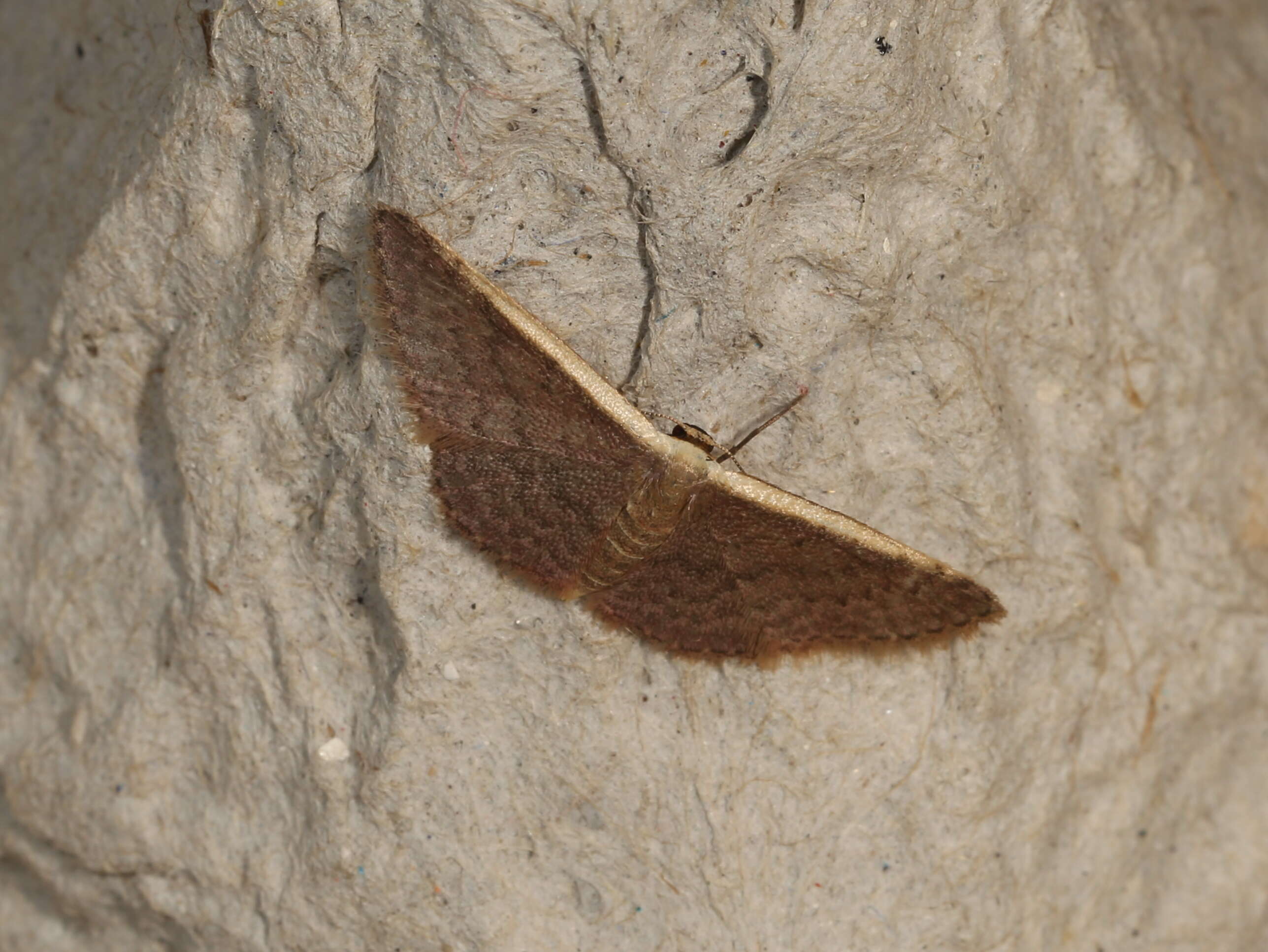 صورة Idaea costaria Walker 1863