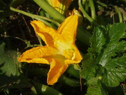 Image of field pumpkin