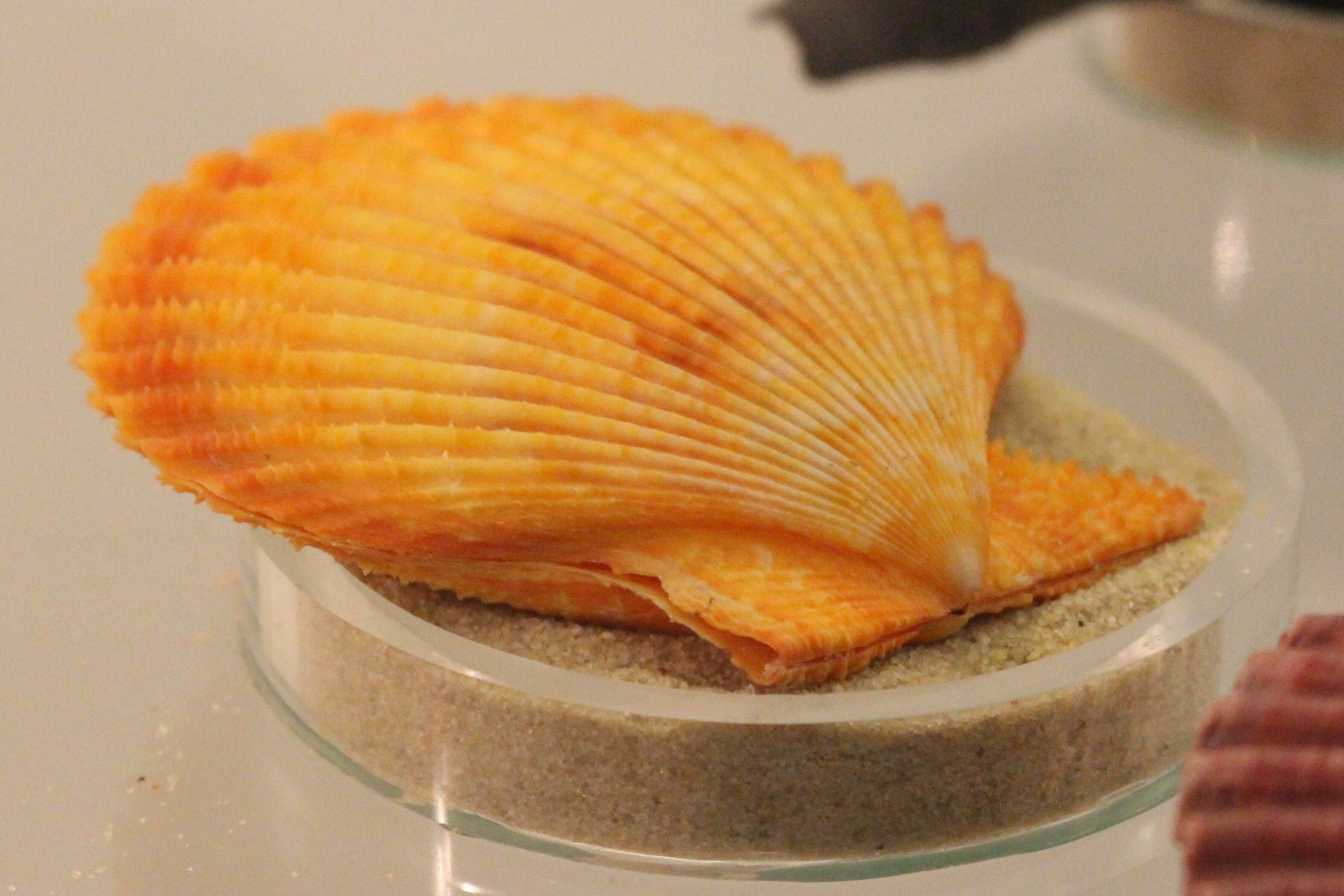 Image of noble scallop