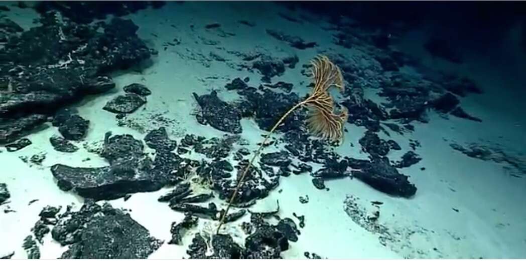 Image of crinoids and relatives