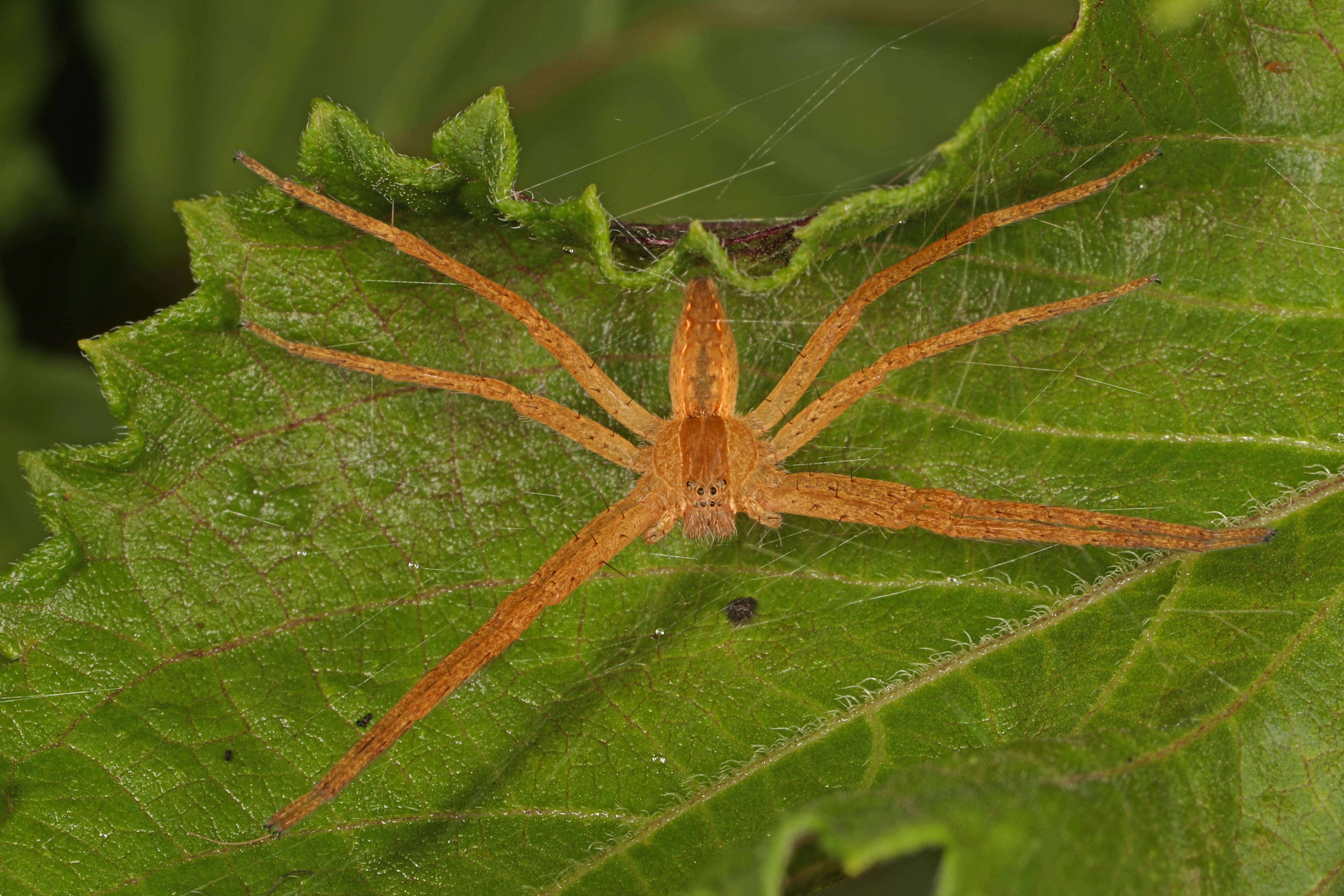 Image of Nursery Web Spider