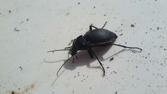 Image of Violet Ground Beetle