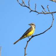 Image of Tropical Kingbird