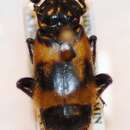 Image of Nicrophorus (Necroxenus) smefarka Háva, J. Schneider & Růžička 1999