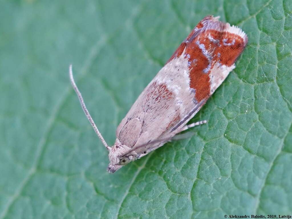 Image of Epinotia cruciana Linnaeus 1761