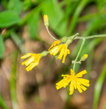 Image of few-leaved hawkweed