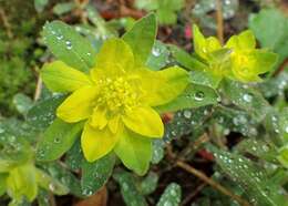 Image of cushion spurge