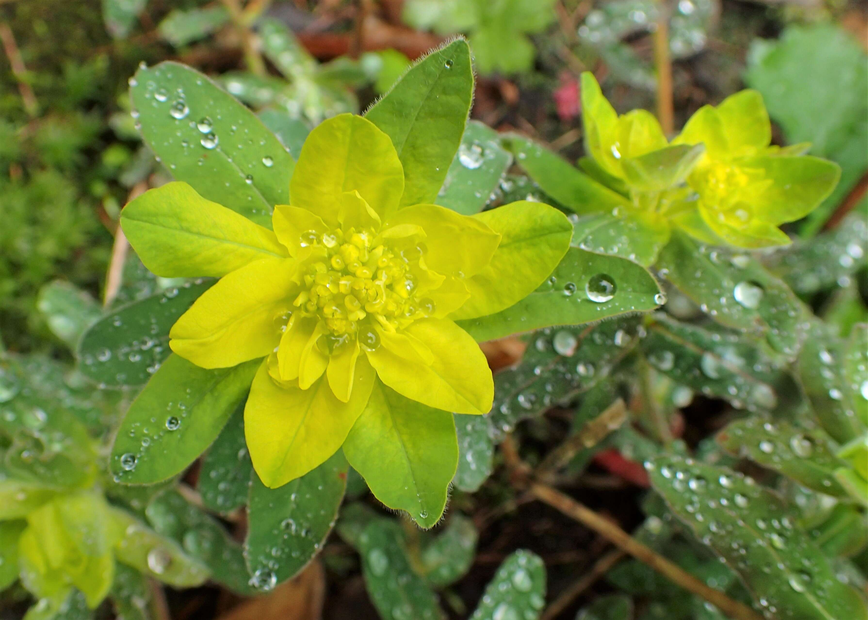 Image of cushion spurge