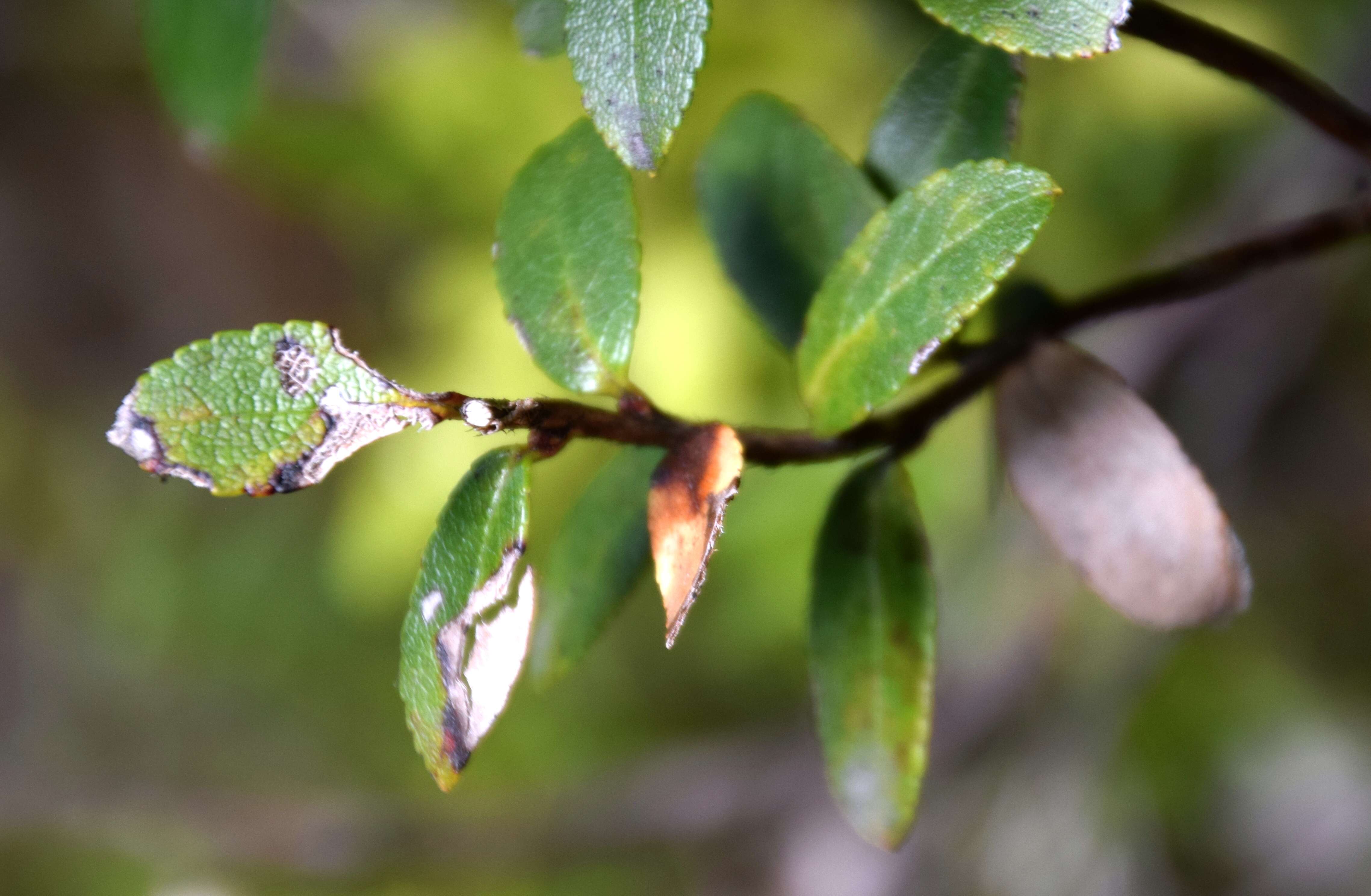 Image of Gaultheria antipoda Forst. fil.