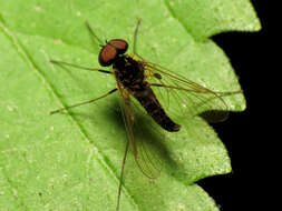 Image of Chrysopilus fasciatus (Say 1823)