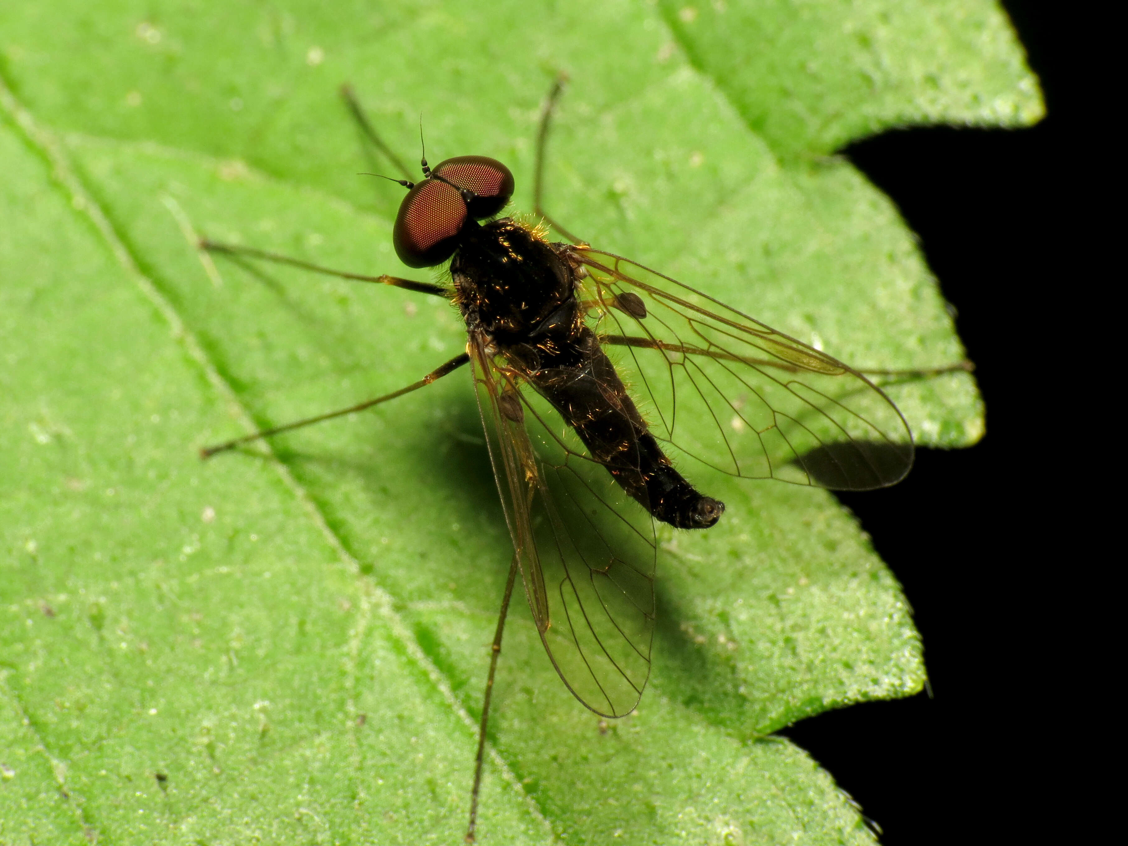 Image of Chrysopilus fasciatus (Say 1823)