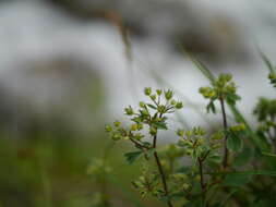 Image of Sibbaldia parviflora Willd.