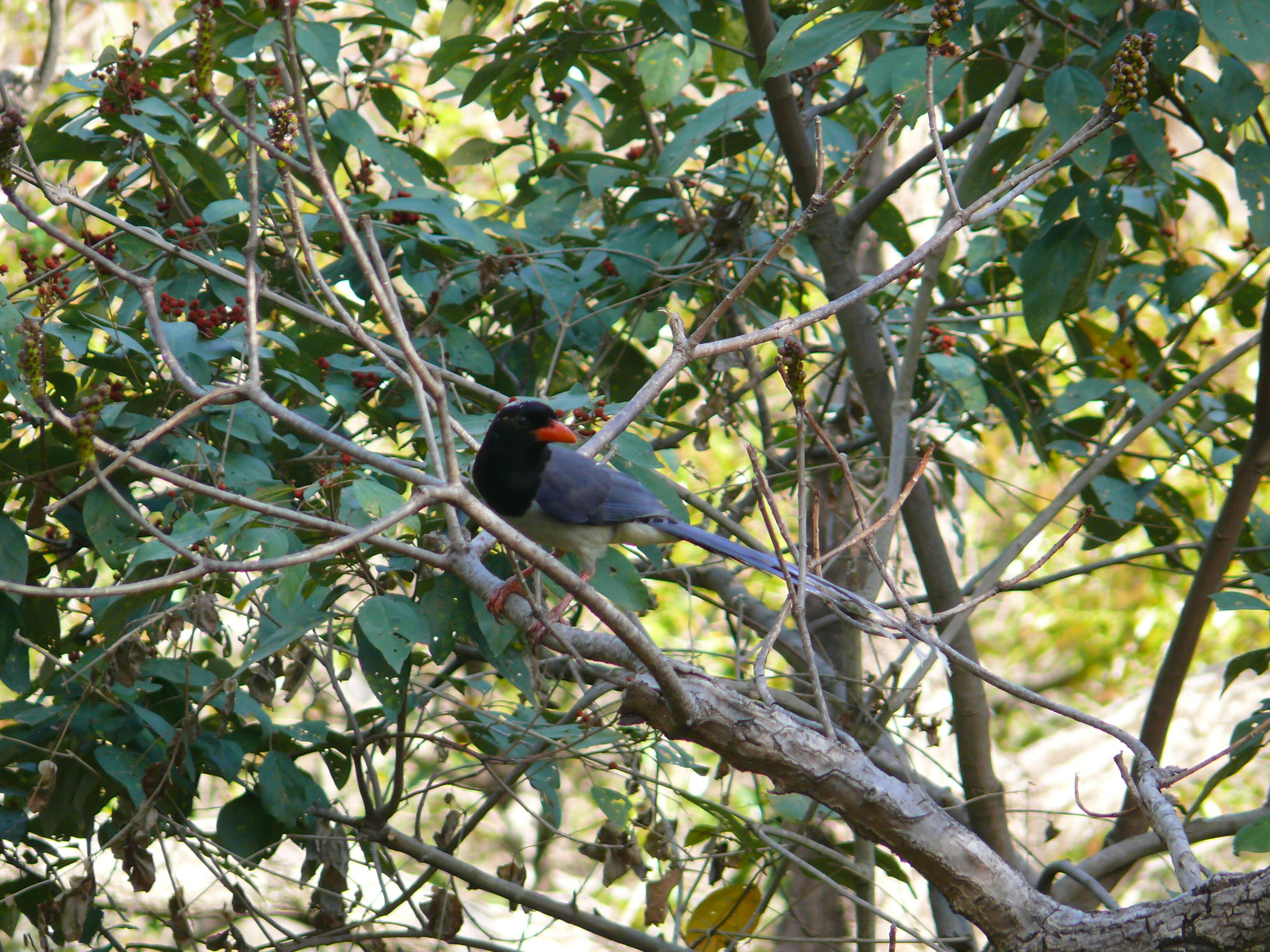 Image of Blue Magpie