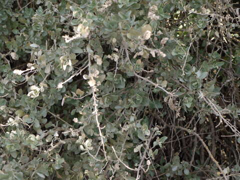 Image of saltbush