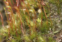 Image of dicranella moss