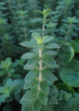 Image of Peperomia camptotricha Miq.