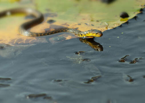 Image of Checkered Keelback Snake