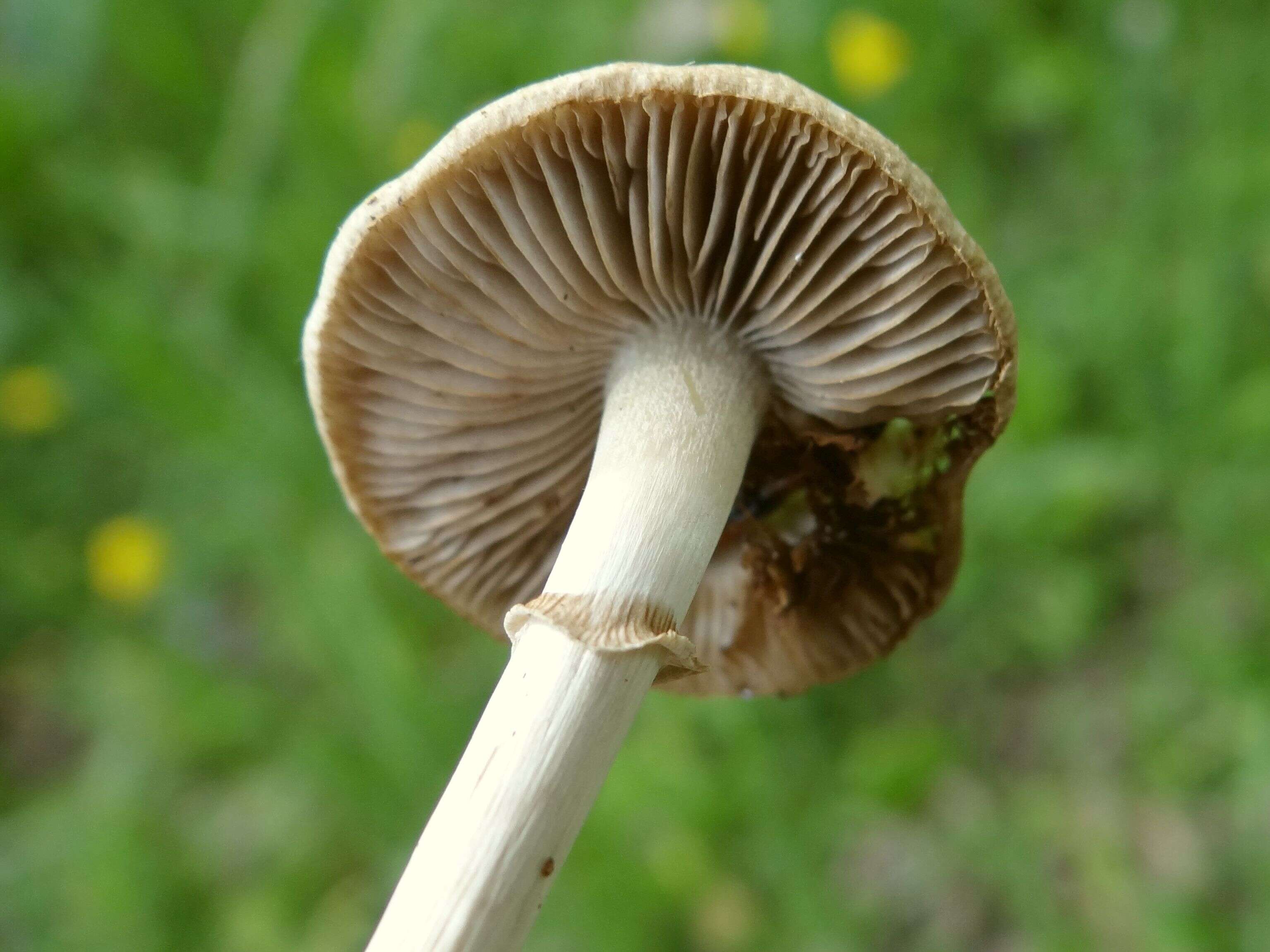 Image of Agrocybe praecox (Pers.) Fayod 1889