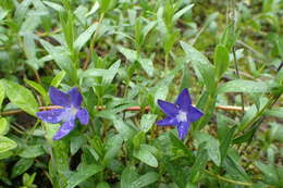 Image of herbaceous periwinkle