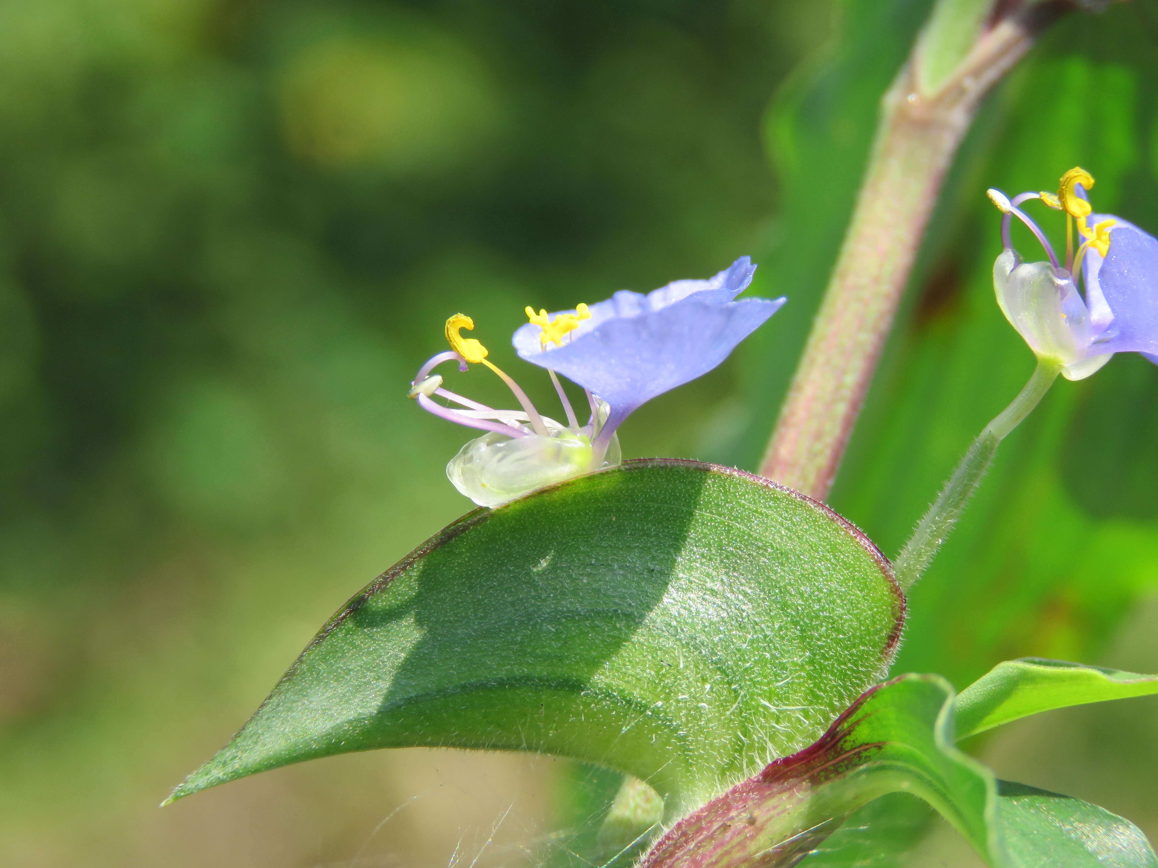 Image of Blousel Blommetjie