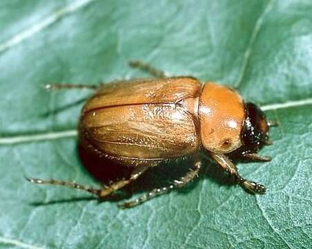 Image of Southern Masked Chafer