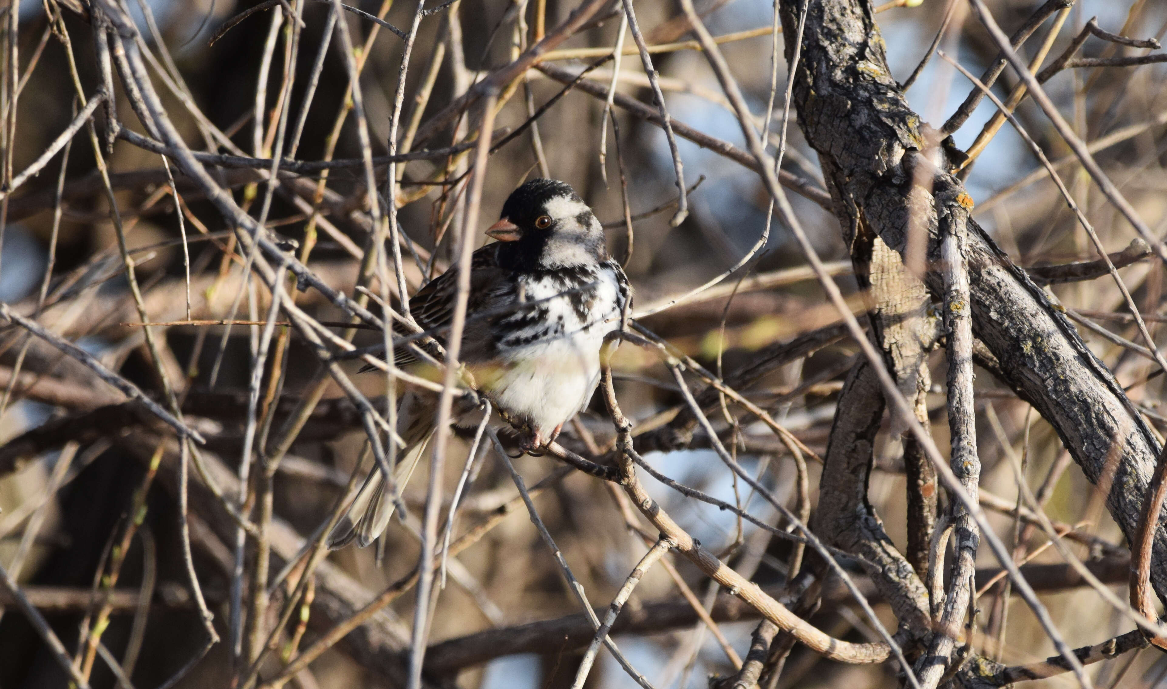 Image of Harris's Sparrow