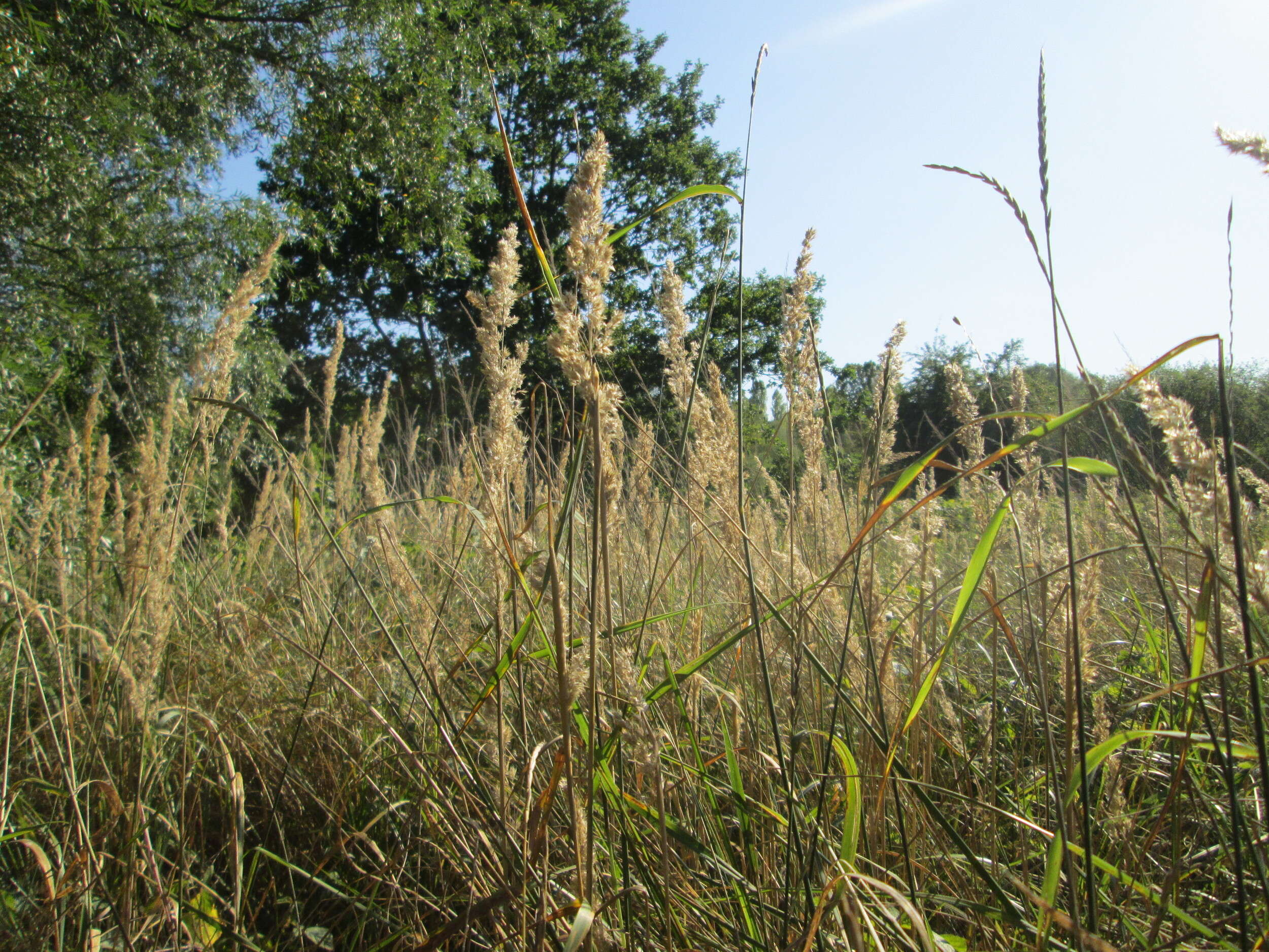 Imagem de Calamagrostis epigejos (L.) Roth