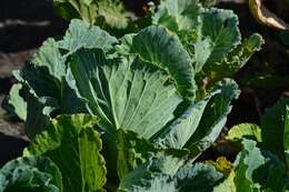 Image of Wild Mustard