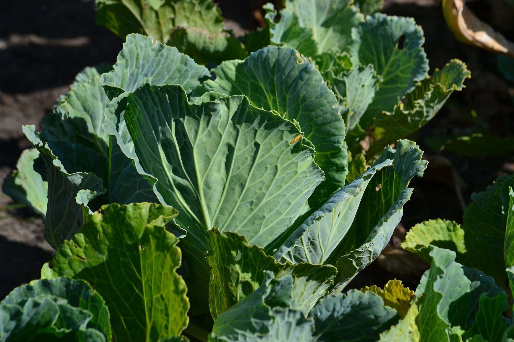 Image of Wild Mustard