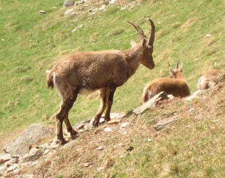 Image of Alpine Ibex