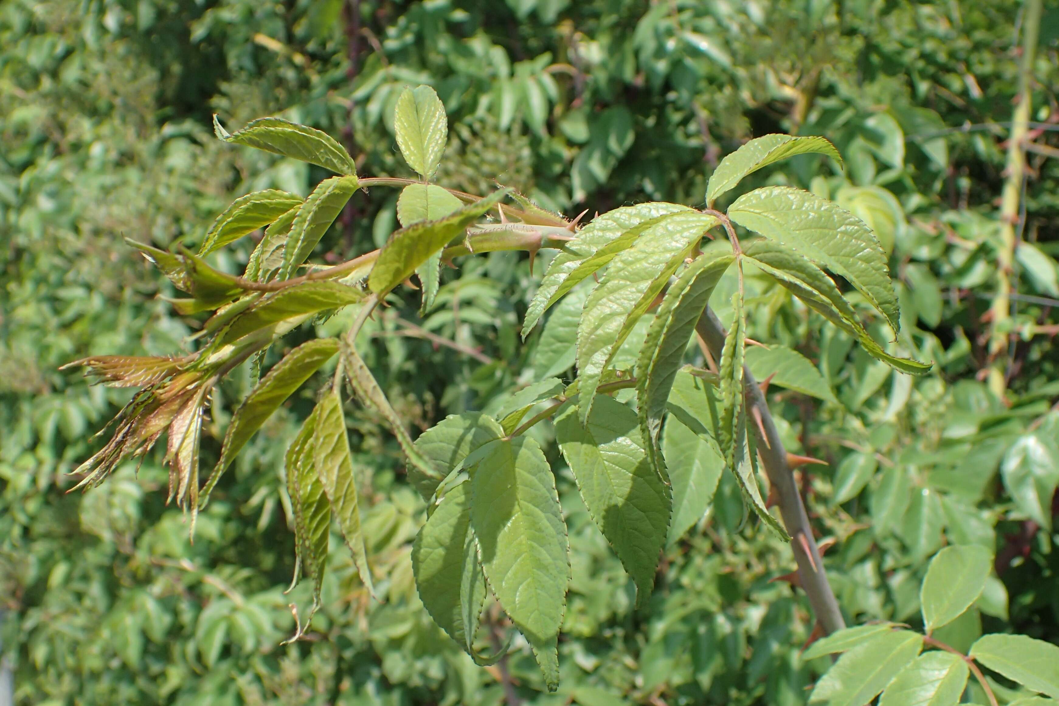 Image of climbing rose