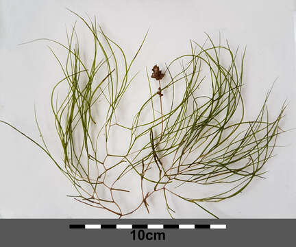 Image of pondweed