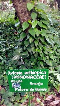 Xylopia aethiopica (Dunal) A. Rich.的圖片