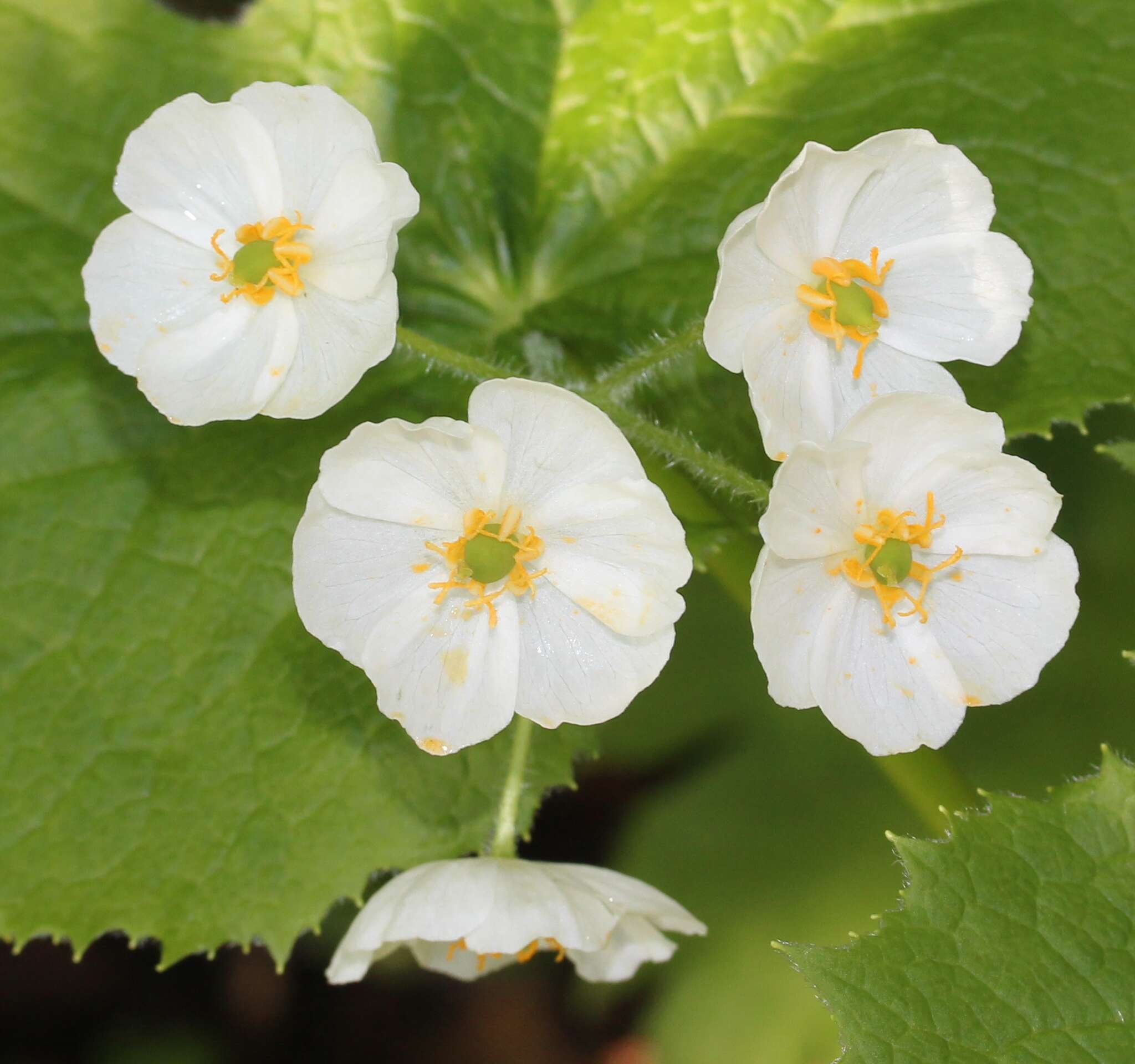 Image of Diphylleia grayi F. Schmidt