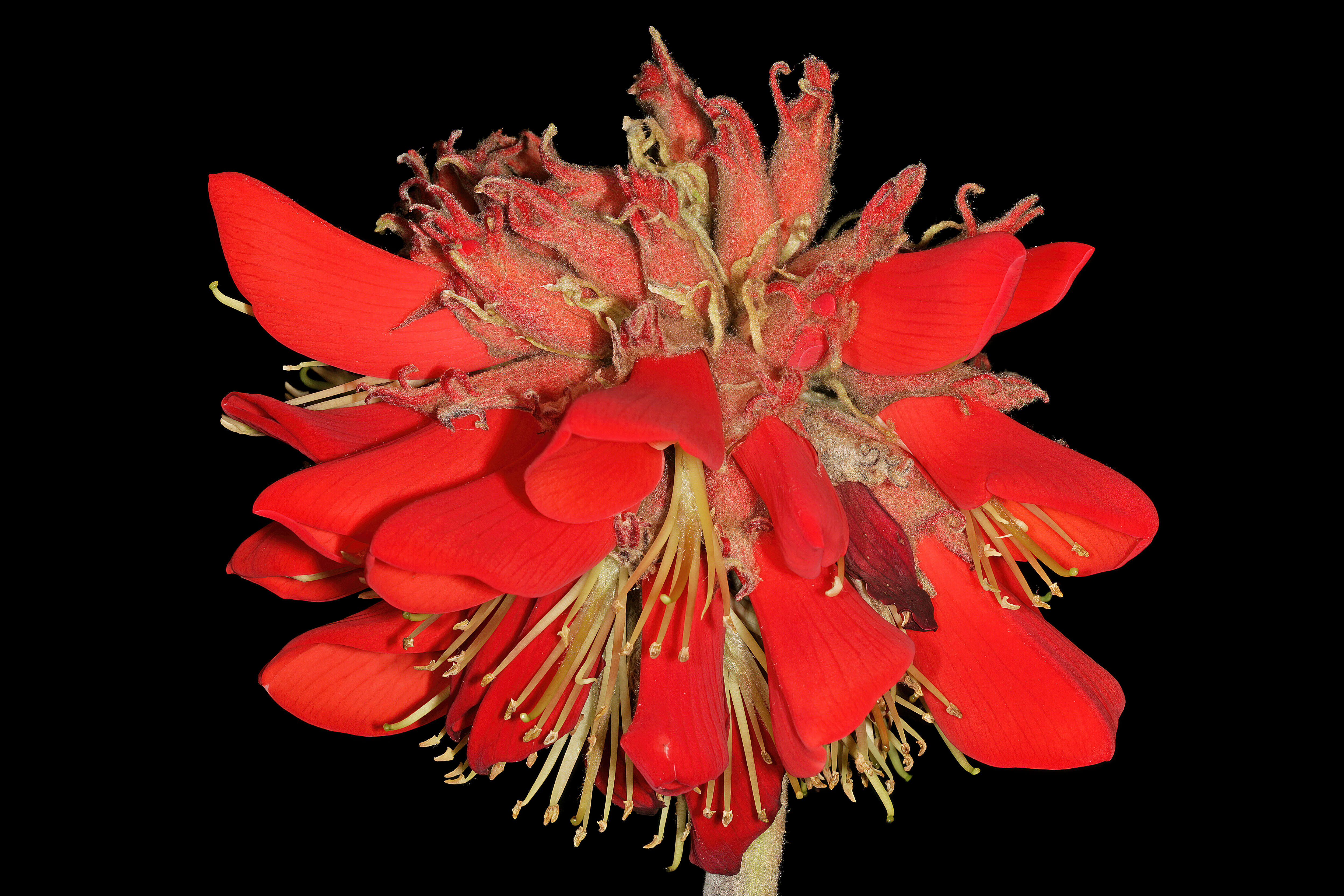 Слика од Erythrina latissima E. Mey.