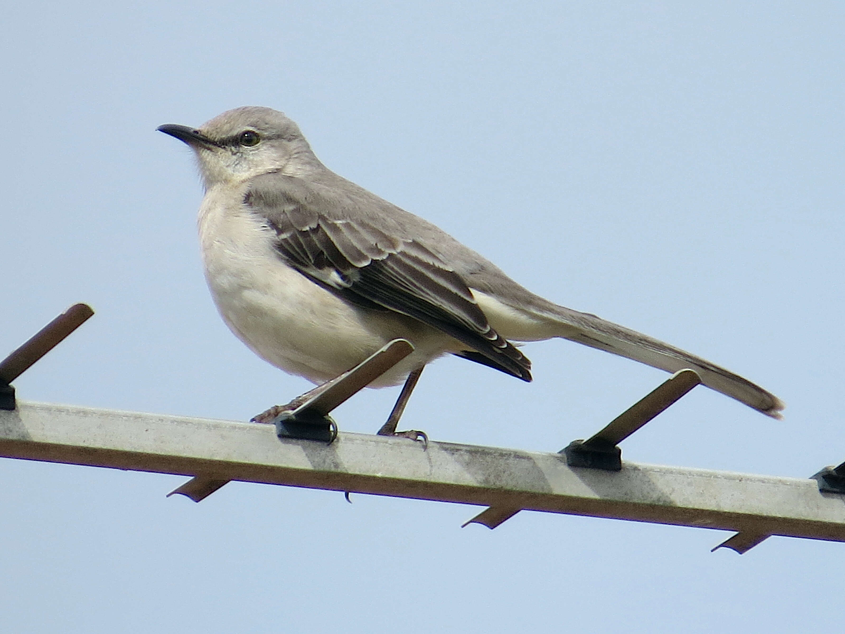 Image of Northern Mockingbird