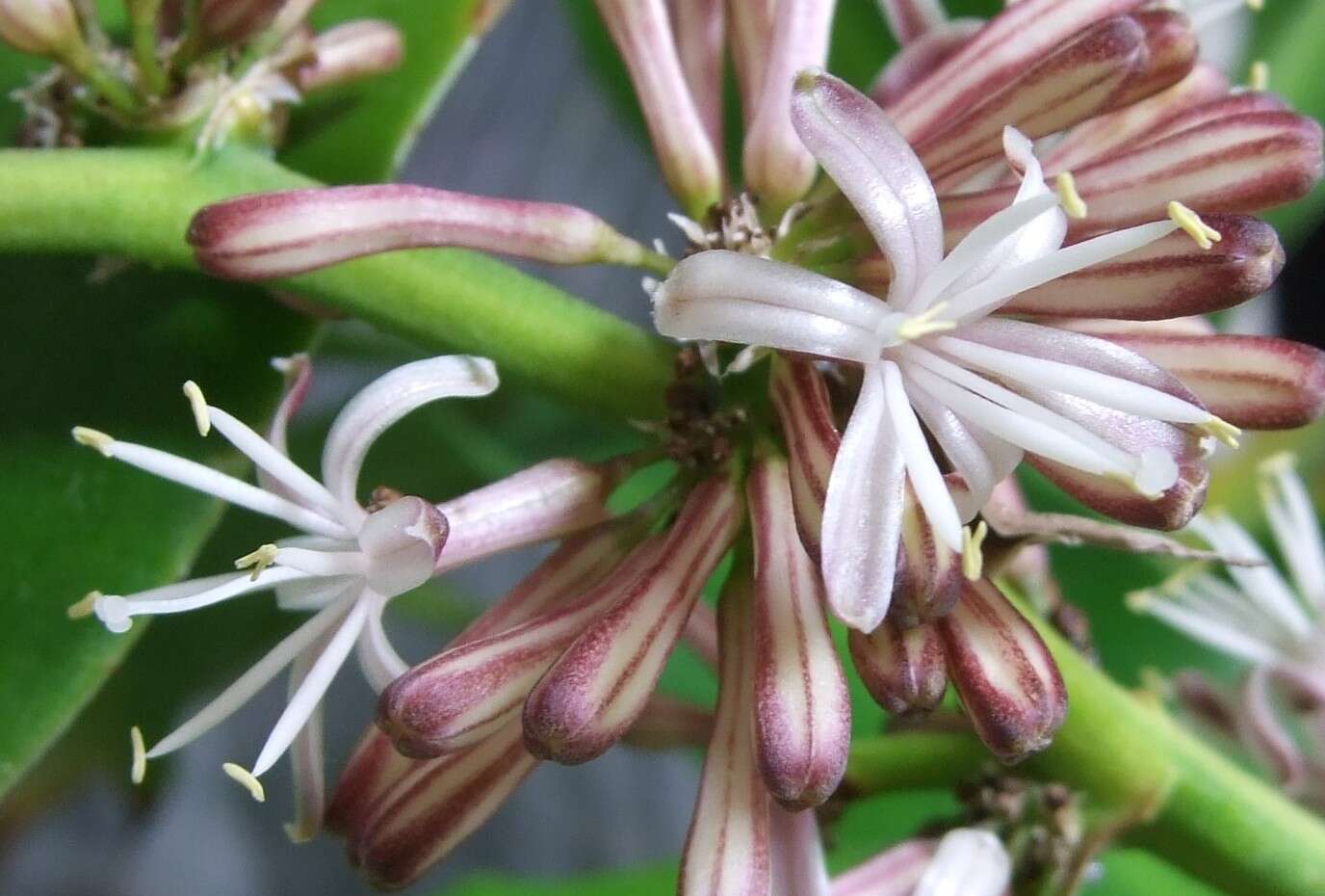 Image of fragrant dracaena