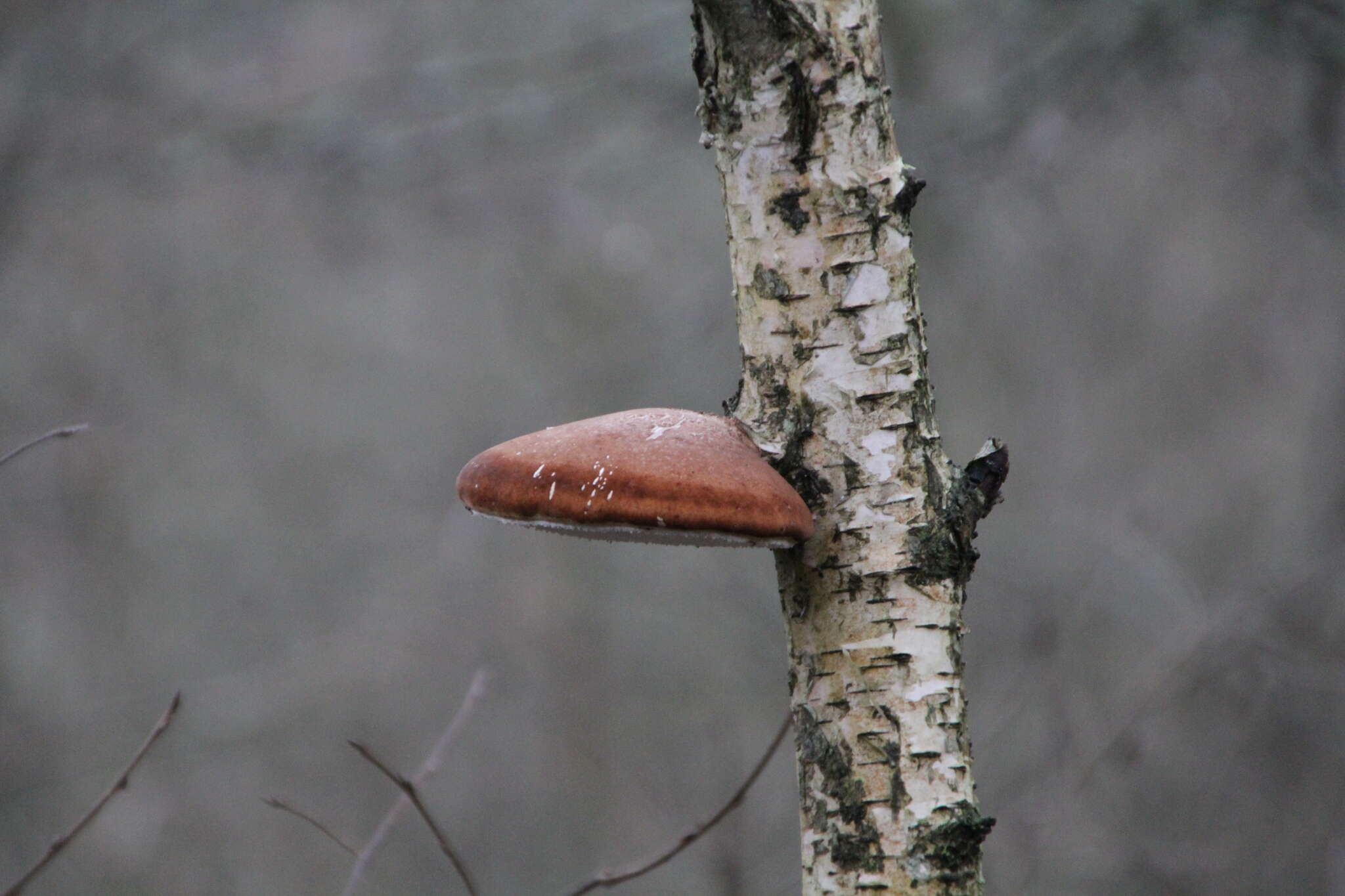 Image of birch polypore