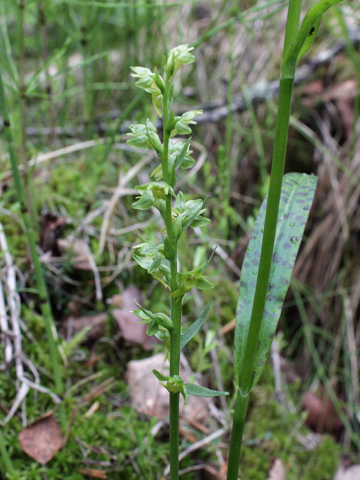 Image of Frog orchid