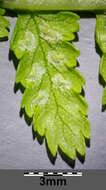 Image of Lady-fern