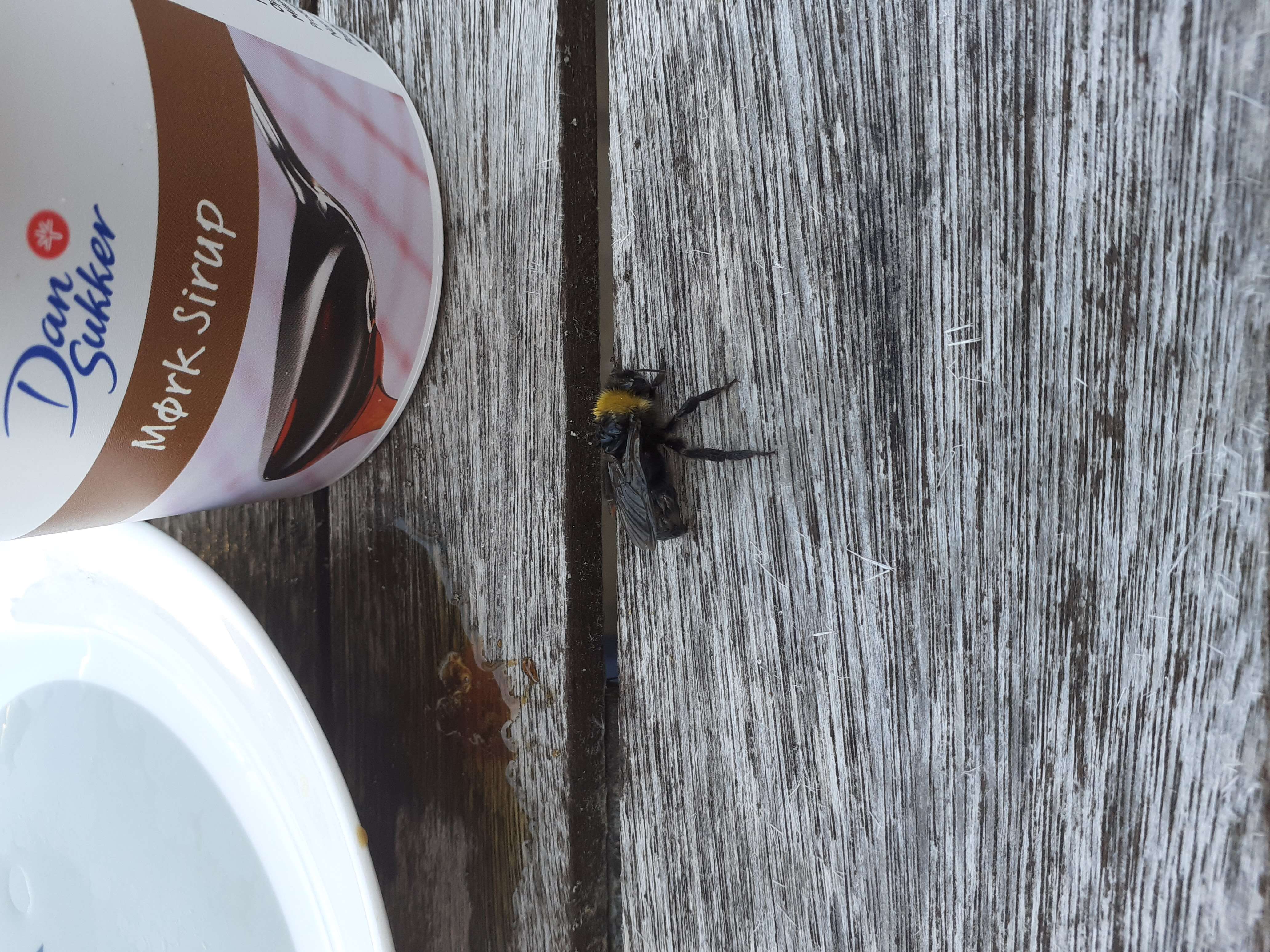 Image of Common carder bumblebee