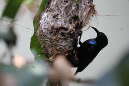 Image of Purple Sunbird