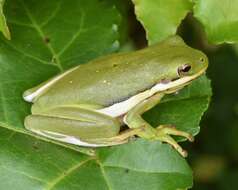 Image of American Green Treefrog