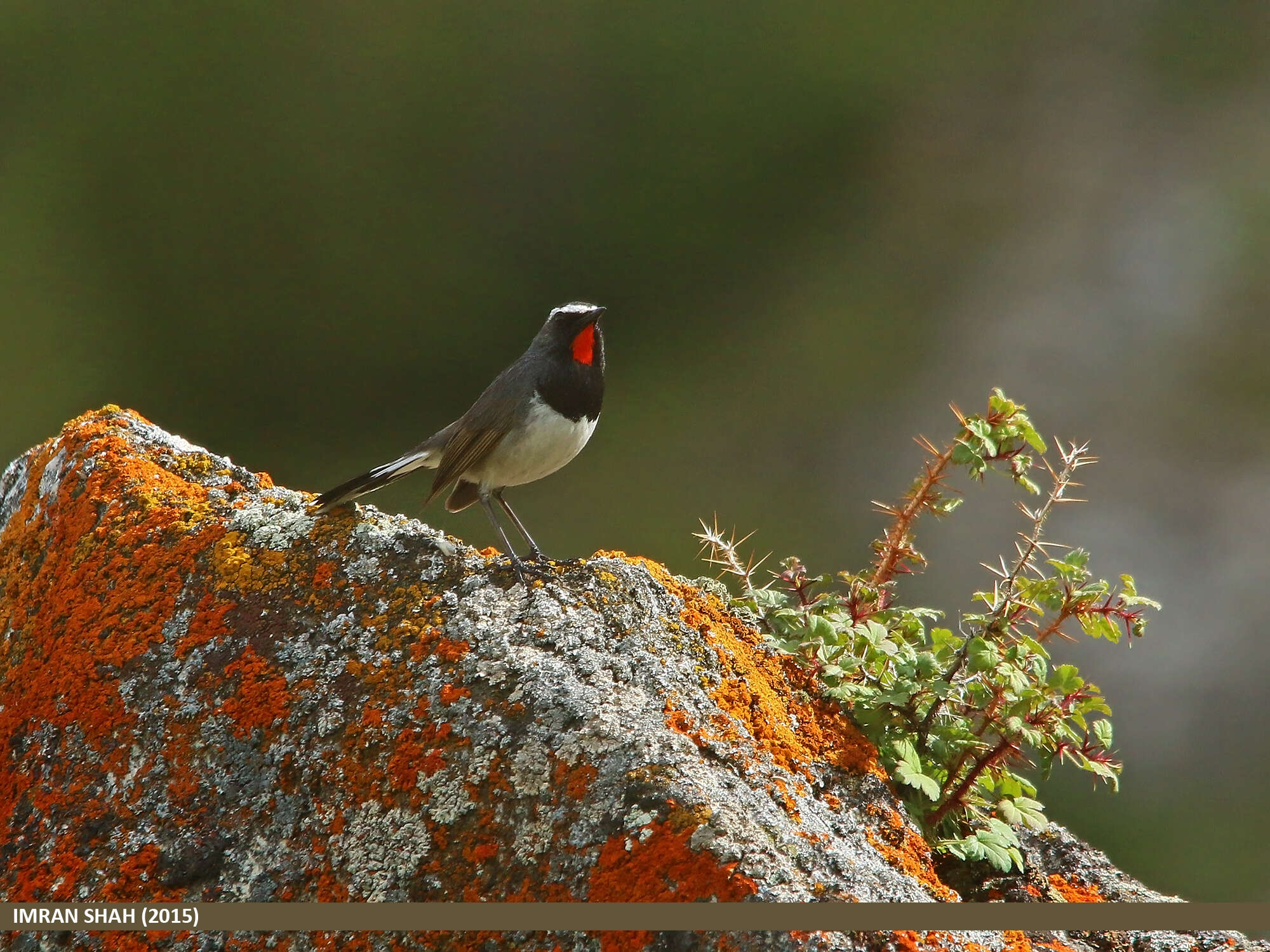 Image of Himalayan Rubythroat