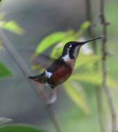 Image de Colibri de Mulsant