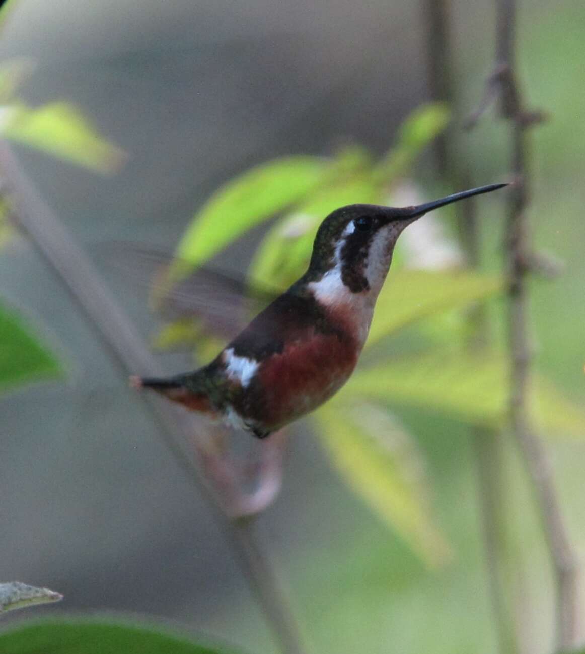 Image of White-bellied Woodstar