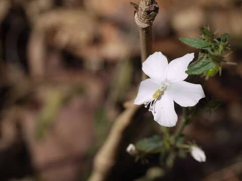 Imagem de Hibiscus hirtus L.