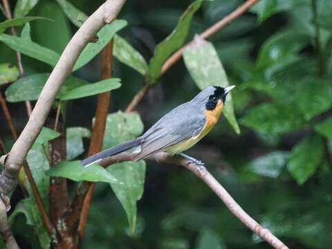 Image of Spectacled Monarch