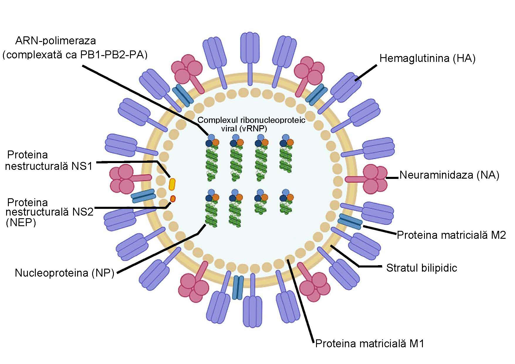 Image of Influenza A virus