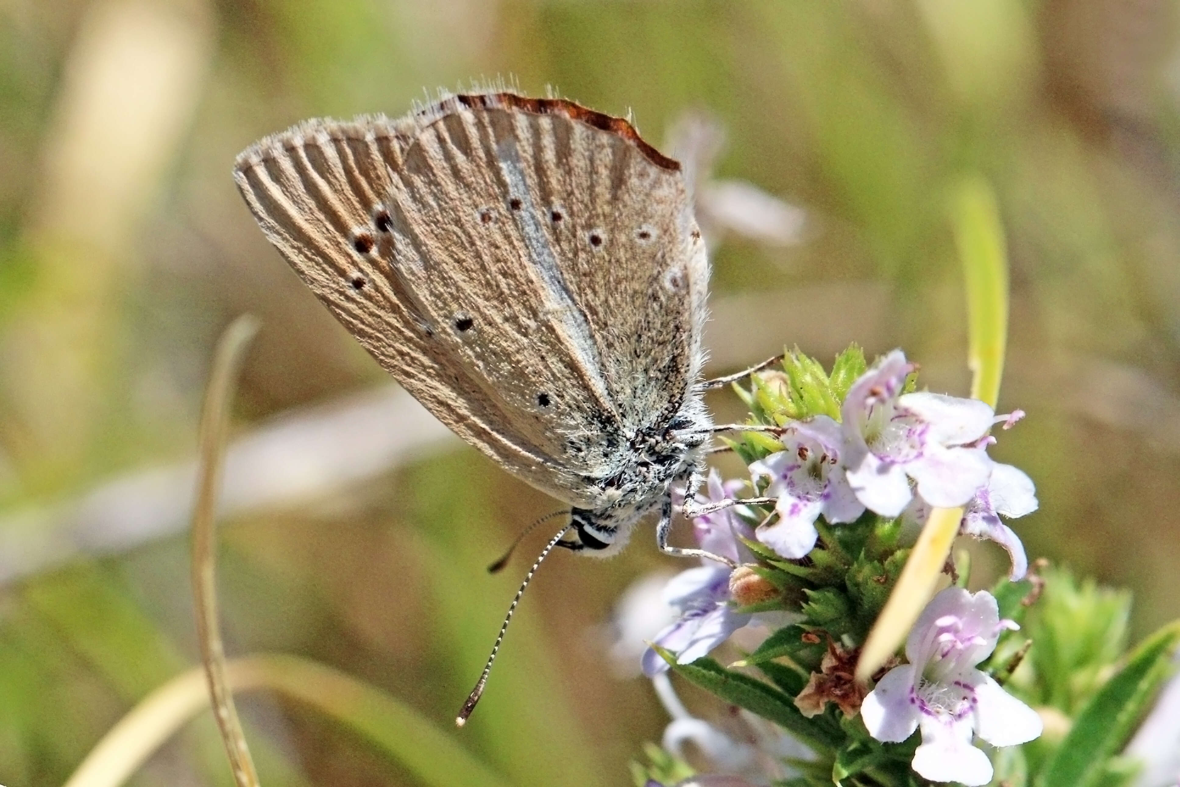 Image of Polyommatus damon